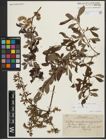 Foto von Salix aurita L.
